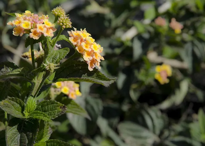 Casa Cicirello Apartment Giardini Naxos
