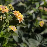 Casa Cicirello Apartment Giardini Naxos