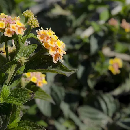 Casa Cicirello דירה גיארדיני נאקסוס